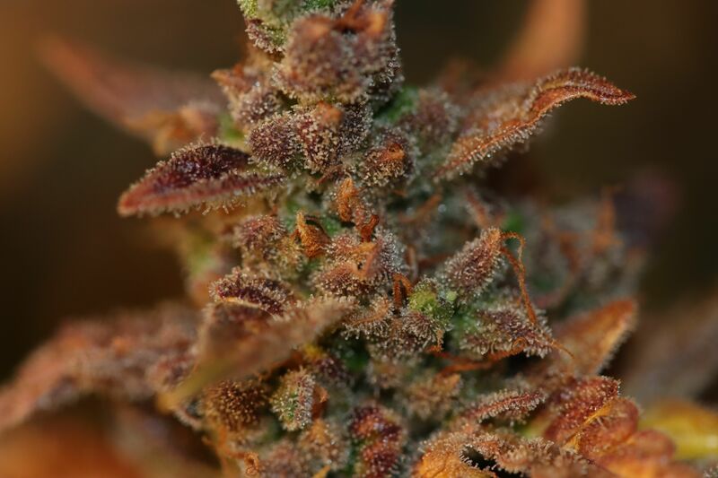 Apple Strudel Auto, Фасовка: 3, изображение 15